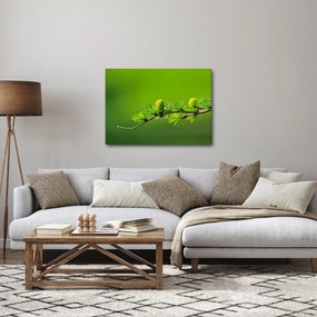 Zöld fenyőtoboz képe (70x50 cm)
