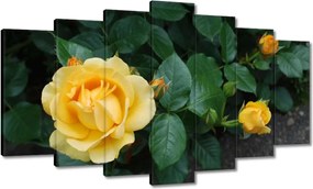 Vászonkép 140x80 Sárga rózsa