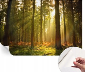 Dekoratív öntapadós fotótapéta Hálószobába Erdei reggel 104x70 cm