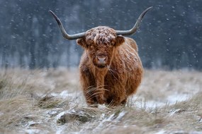 Fotográfia Snowy Highland cow, Richard Guijt