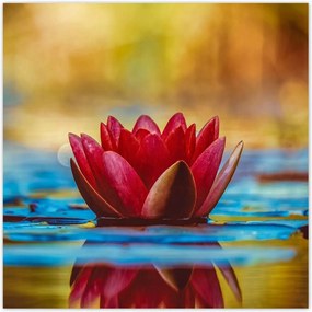 Poszterek 100x100 Tavirózsa Virág Víz