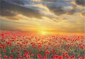 Flizelin fotótapéta Flizelin Design Pipacs mező 208x146 Ragasztó