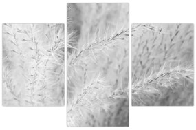 Kép - Pampafű N⁰1 (90x60 cm)