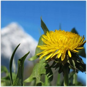 Poszterek 100x100 Alpesi tej