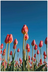 Poszterek 80x120 Tulipánok Tájkép Tulipánok