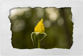 Poszterek 120x80 Sárga rózsa