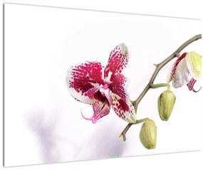 Orchidea virág képe (90x60 cm)