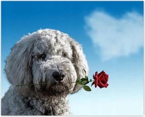 Poszterek 50x40 Szerelmes korcs szerelem