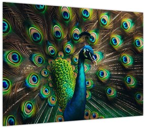 Üveg kép – Pávatoll (70x50 cm)