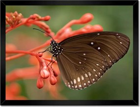 Poszter keretben 40x30 Barna pillangó