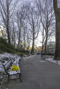 Poszter 68x101cm Sárga virágcsokor egy padon a parkban, Assaf Frank