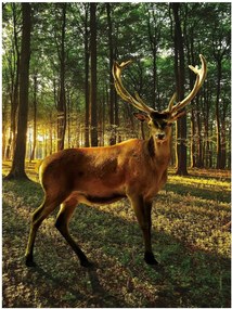 Fotótapéta Szarvas Erdő Fák Természet Kilátás 184x254