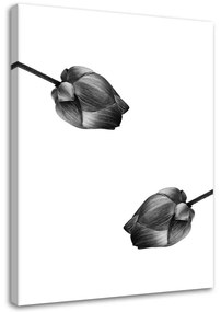 Gario Vászonkép Két szürke virág Méret: 40 x 60 cm