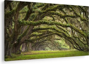 Kép - Oaks Avenue, Charleston, Dél-Karolina, Egyesült Államok (90x60 cm)