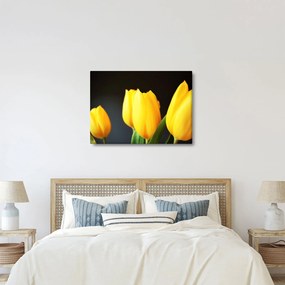Tulipán képe (70x50 cm)