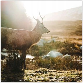 Poszterek 140x140 Szarvas felszarvazott