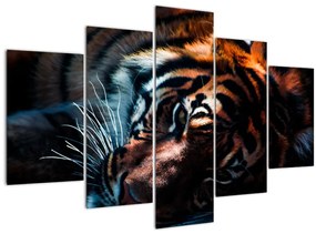 Egy fekvő tigris képe (150x105 cm)