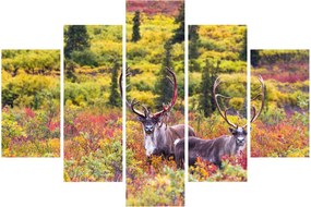 Kép - Caribou, Alaszka (150x105 cm)