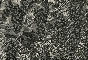 Tapéta Flizelin Falfestmény Prémium Szőlő nyomtatás 152x104 Ragasztó