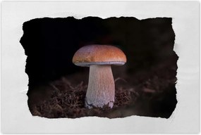 Poszterek 90x60 A gombák királya