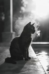 Poszter 30x45cm Macskaszünet