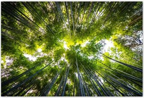 Poszterek 200x135 Bambusz trópusi erdő