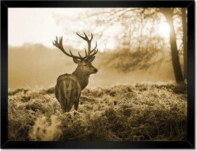 Poszterek keretben 40x30 Szarvas az erdőben