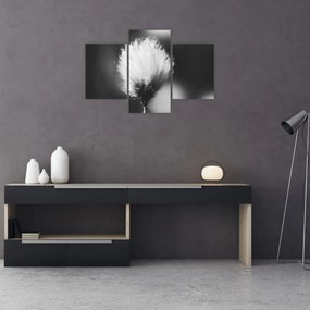 Kép - Fekete-fehér pamutfű (90x60 cm)