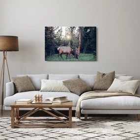 Kép - Jávorszárvas a tisztáson (90x60 cm)