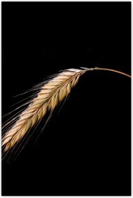 Poszterek 80x120 Kalász rozs gabona arany