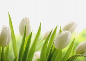 Dekoratív Fotótapéta Furnér Flizelin Fehér tulipánok 208x146 Ragasztó