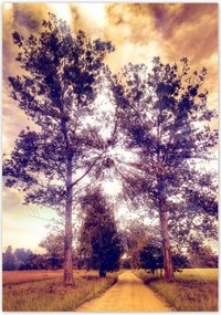 Poszterek 70x100 Fák az út mellett