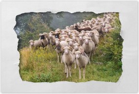 Poszterek 90x60 Juh legeltetés Bárányok Juhok