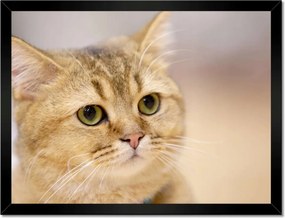 Poszterek keretben 40x30 Cica Cicák