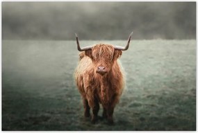 Poszterek 93x62 Skót szőrös tehén