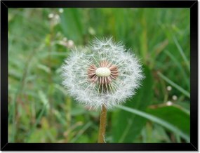 Poszterek keretben 40x30 Pitypang Virág Virágok