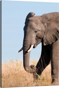 Vászonkép Szürke Nagy Elefánt Trombita Szavanna Meleg 80x120 cm
