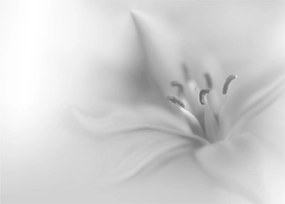 Kép - Delicate Lily (70x50 cm)