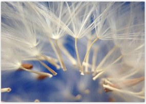 Poszterek 100x70 Pitypang Virág Virágok