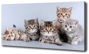 Vászonkép Öt macskák oc-75950374