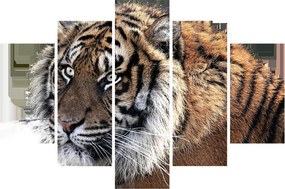 Tigris képe (150x105 cm)