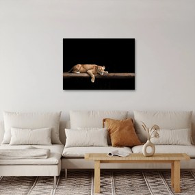 Kép - Lioness (70x50 cm)
