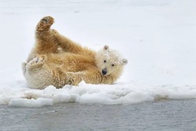 Művészeti fotózás Polar bear cub, Patrick J. Endres, (40 x 26.7 cm)