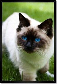 Poszterek keretben 40x60 Pihenés a fűben