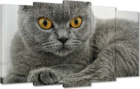 Vászonkép 100x60 Brit rövidszőrű macska