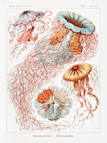 Reprodukció Discomedusae–Scheibenquallen, Ernst Haeckel