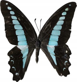 Poszter 60x80cm Pillangó fehér alapon 2, Assaf Frank