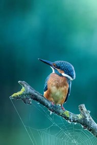 Művészeti fotózás Close-up kingfisher, Federico Ranalli, (26.7 x 40 cm)