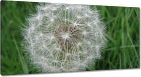 Vászonkép 115x55 Pitypang Virág Virágok