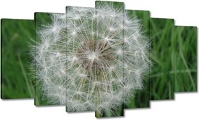 Vászonkép 140x80 Pitypang Virág Virágok